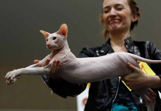 Pameran dan kontes kucing dunia di Jerman