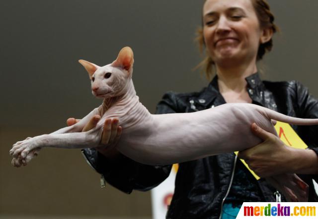 Foto : Pameran dan kontes kucing dunia di Jerman  merdeka.com