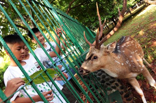 Bermain dengan rusa di Taman Monas