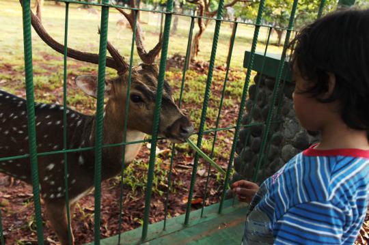 Bermain dengan rusa di Taman Monas