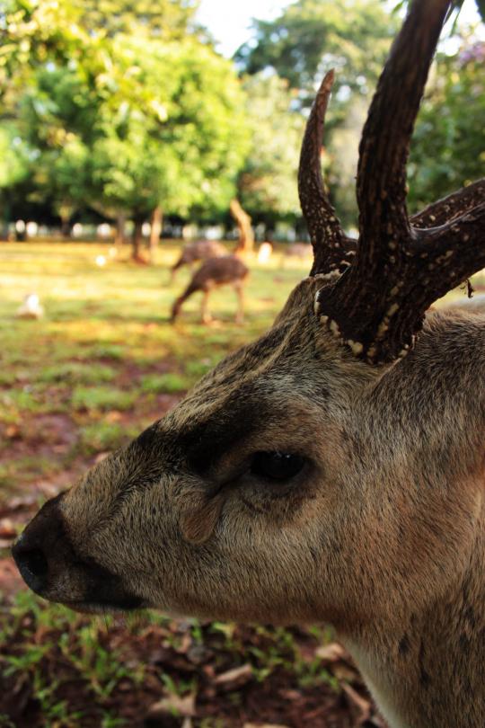 Bermain dengan rusa di Taman Monas