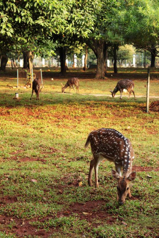Bermain dengan rusa di Taman Monas