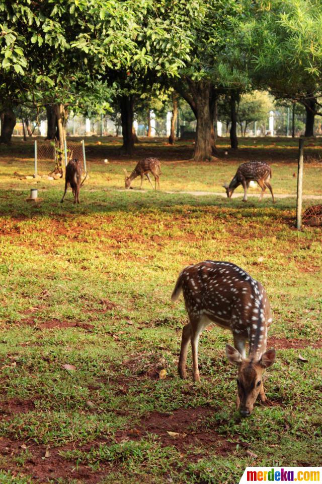 Foto : Bermain dengan rusa di Taman Monas merdeka.com