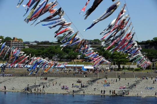 Ribuan ikan mas terbang di atas Sungai Sagamihara, Jepang