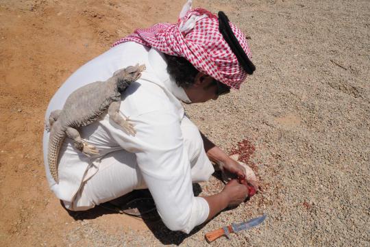 Pria ini makan kadal padang pasir mentah-mentah