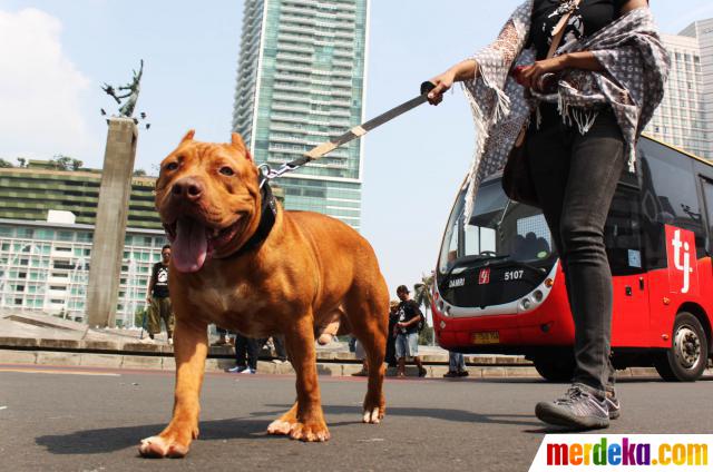 untuk anjing jakarta hotel di di pecinta jalan merdeka.com jalan Bundaran Komunitas :  Pitbull HI