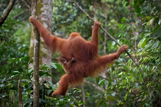 Meratapi kepunahan orangutan di hutan Sumatera