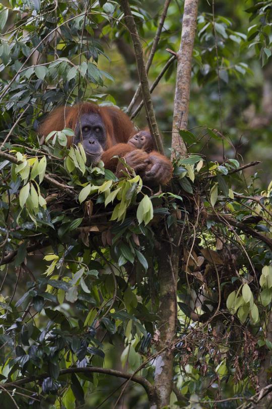 Meratapi kepunahan orangutan di hutan Sumatera