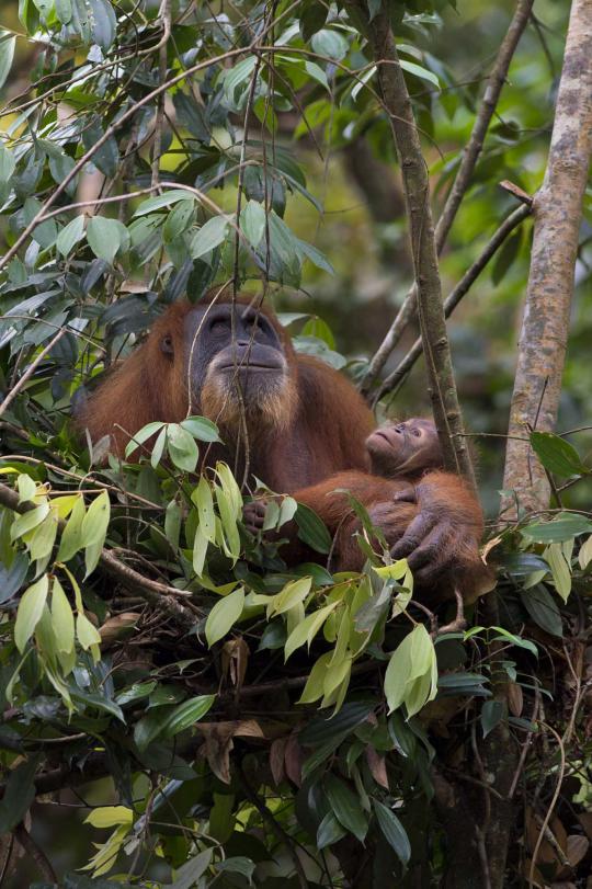 Meratapi kepunahan orangutan di hutan Sumatera