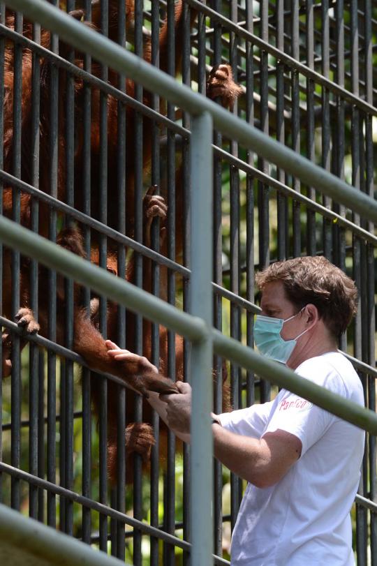 Meratapi kepunahan orangutan di hutan Sumatera