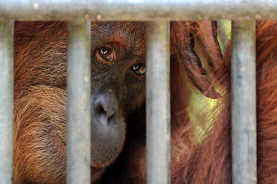 Meratapi kepunahan orangutan di hutan Sumatera