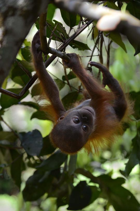 Meratapi kepunahan orangutan di hutan Sumatera