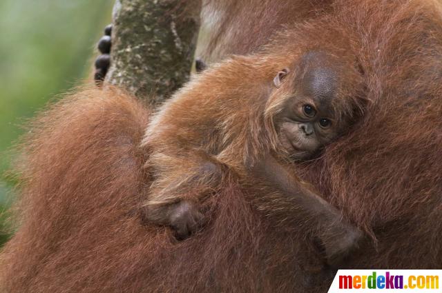 Foto Meratapi kepunahan orangutan  di hutan  Sumatera 