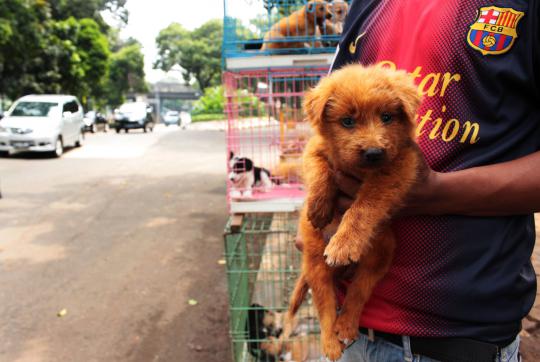 Foto Lucunya Anak Anjing Ras Di Tepi Jalan Latuharhari Merdeka Com