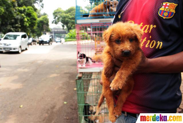 Foto Lucunya anak  anjing  ras di tepi Jalan Latuharhari 