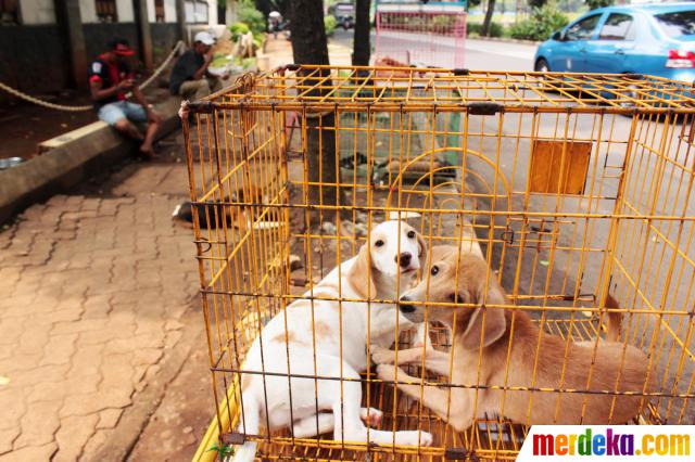 Foto Lucunya anak anjing  ras di  tepi Jalan Latuharhari 