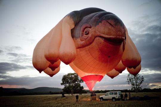 Melihat 'Skywhale' balon udara terbesar di dunia