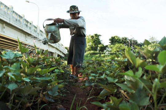 Kisah petani yang berkebun di pinggir Kanal Banjir Timur