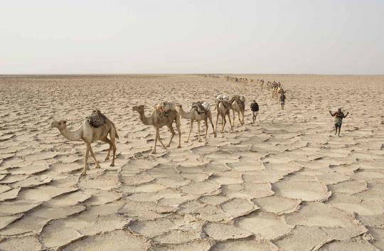 Kisah para pencari garam di tengah panasnya gurun Ethiopia