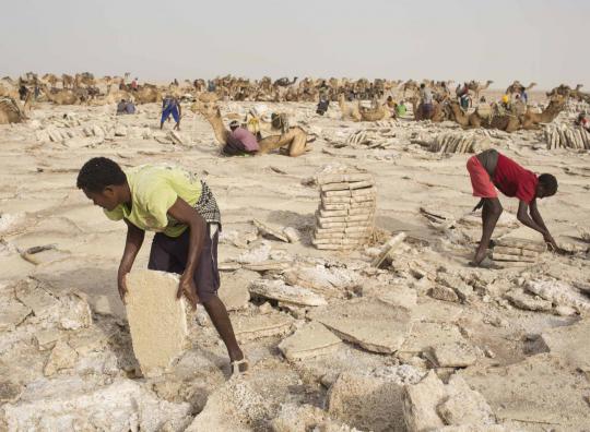Kisah para pencari garam di tengah panasnya gurun Ethiopia