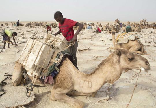 Kisah para pencari garam di tengah panasnya gurun Ethiopia
