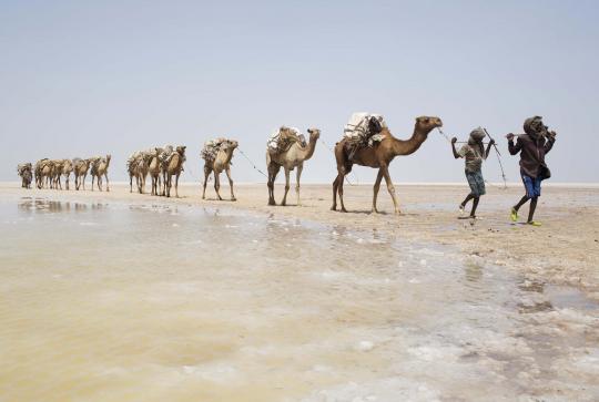 Kisah para pencari garam di tengah panasnya gurun Ethiopia