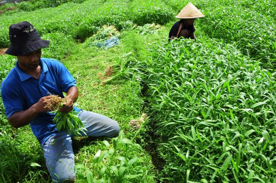 Kisah petani kangkung saat panen tiba