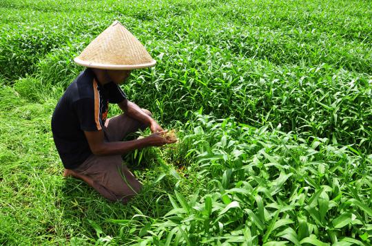 Kisah petani kangkung saat panen tiba