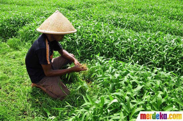 Foto : Kisah petani kangkung saat panen tiba merdeka.com