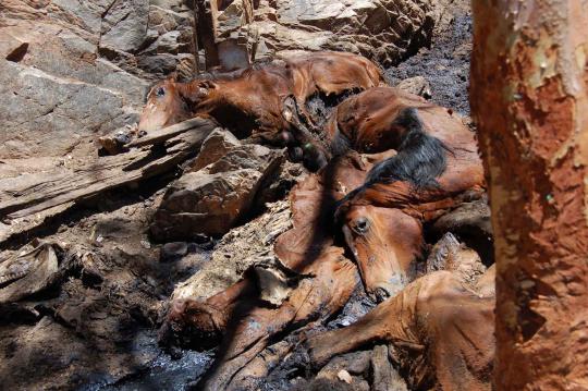 Puluhan ribu hewan liar di Australia Tengah terpaksa dimusnahkan