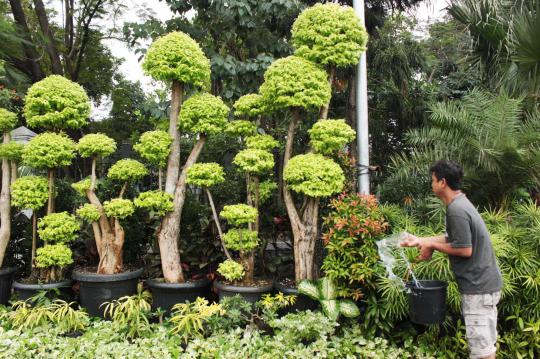 Tanaman hias jenis bonsai kembali digandrungi