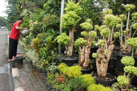 Tanaman hias jenis bonsai kembali digandrungi