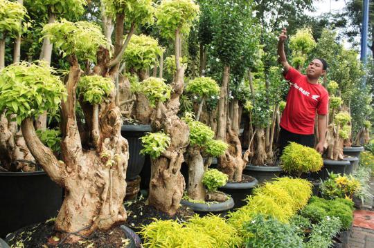 Tanaman hias jenis bonsai kembali digandrungi