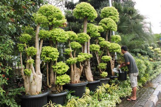 Tanaman hias jenis bonsai kembali digandrungi