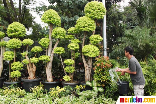 Foto Tanaman  hias  jenis bonsai kembali digandrungi 