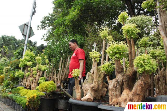 iFotoi iTanamani ihiasi ijenisi bonsai kembali digandrungi 