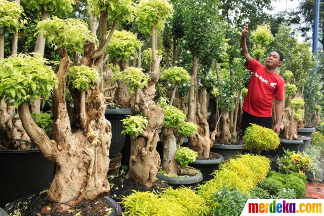 Foto Tanaman  hias  jenis bonsai  kembali digandrungi 