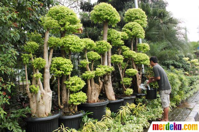 Foto : Tanaman hias jenis bonsai kembali digandrungi 