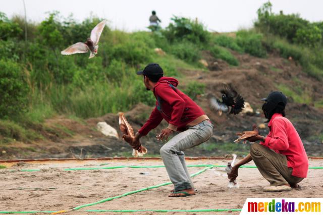 Foto Penghobi Burung Merpati Balap Merdeka Com