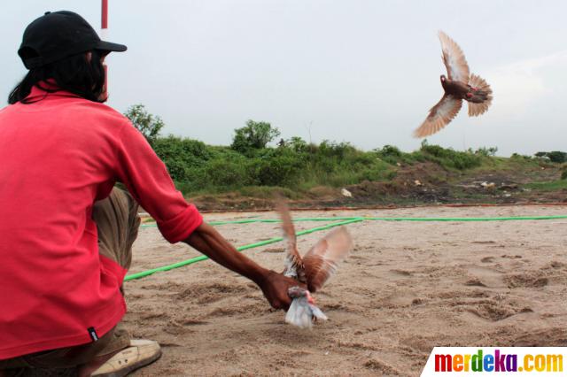 Foto Penghobi Burung Merpati Balap Merdeka Com