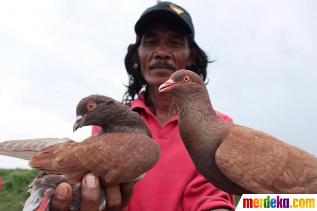 Foto : Penghobi burung merpati balap merdeka.com