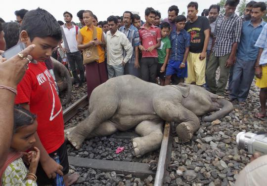 3 Ekor gajah mati tertabrak kereta api