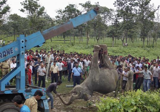 3 Ekor gajah mati tertabrak kereta api