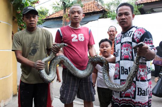 Heboh, warga Jati Padang temukan phyton 3,5 meter