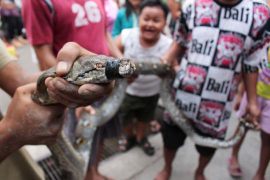 Heboh, warga Jati Padang temukan phyton 3,5 meter