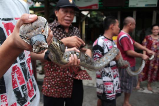 Heboh, warga Jati Padang temukan phyton 3,5 meter