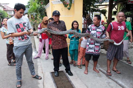 Heboh, warga Jati Padang temukan phyton 3,5 meter