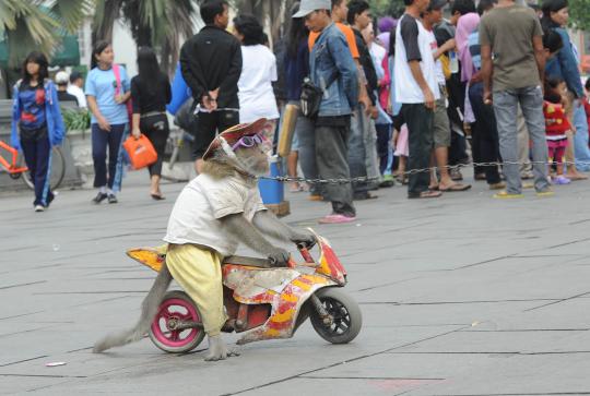 Aksi monyet bergaya pembalap di Kota Tua