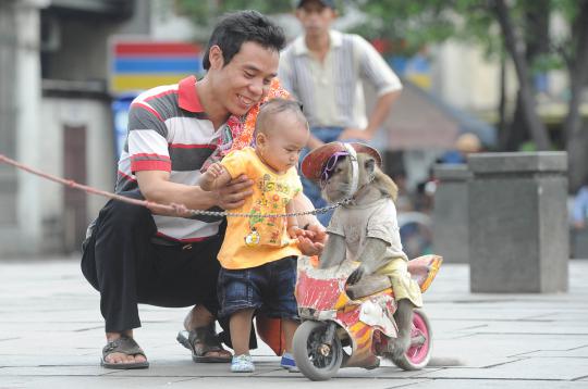 Aksi monyet bergaya pembalap di Kota Tua