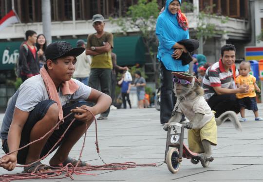 Aksi monyet bergaya pembalap di Kota Tua